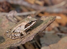 Photo of Wood Frog