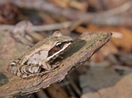 Photo of Wood Frog