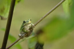 Photo of Northern Grey Tree Frog