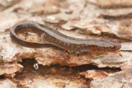 Photo-of-Northern-Two-Lined-Salamander