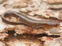 Photo-of-Northern-Two-Lined-Salamander